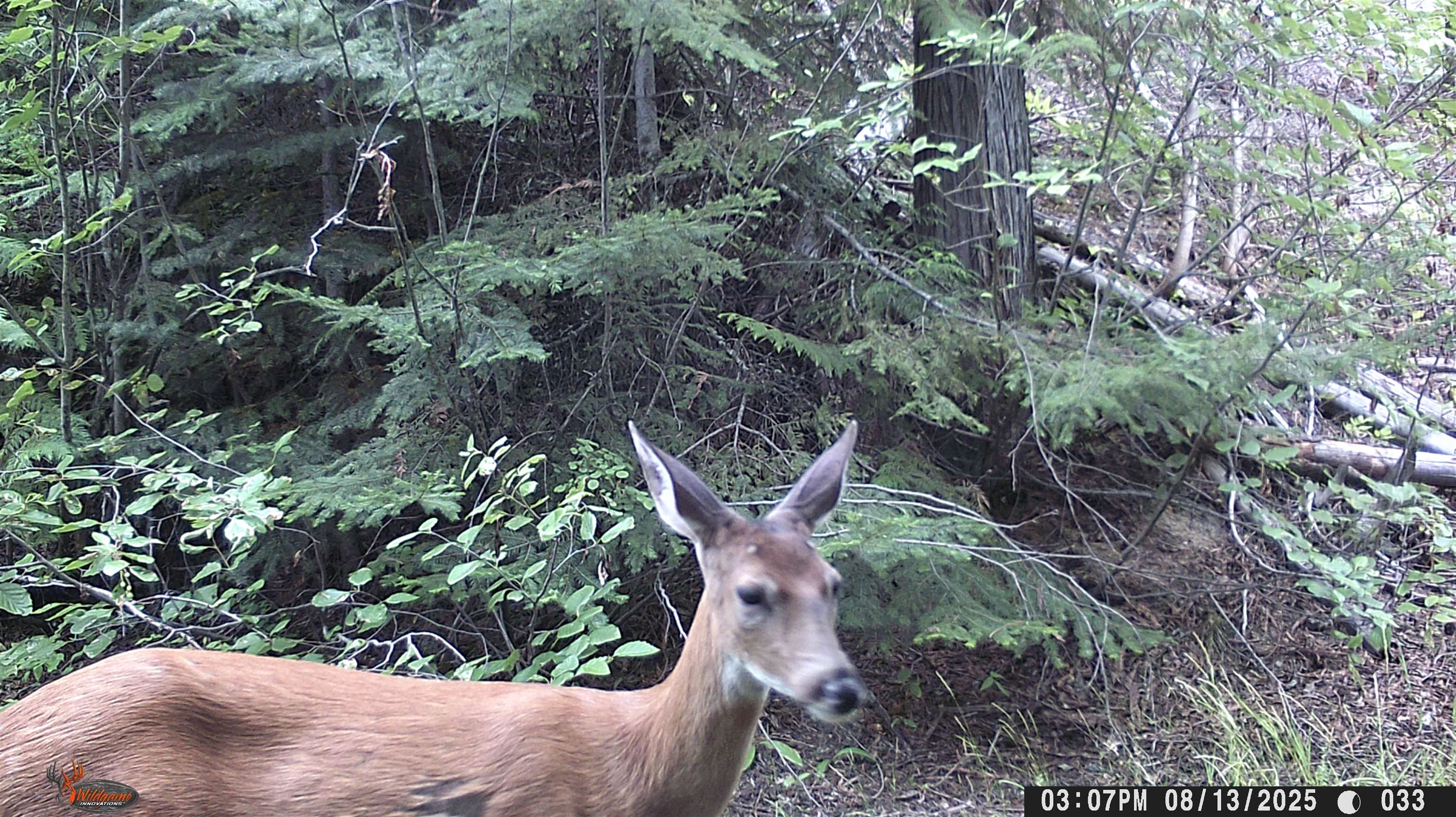 Nka Frisco Standard Road Colville, WA 99114 - Photo 37 of 50