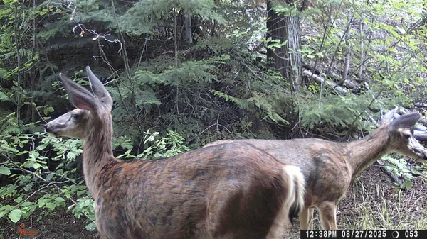 $350,000 | Nka Frisco Standard Road, Colville, WA 99114