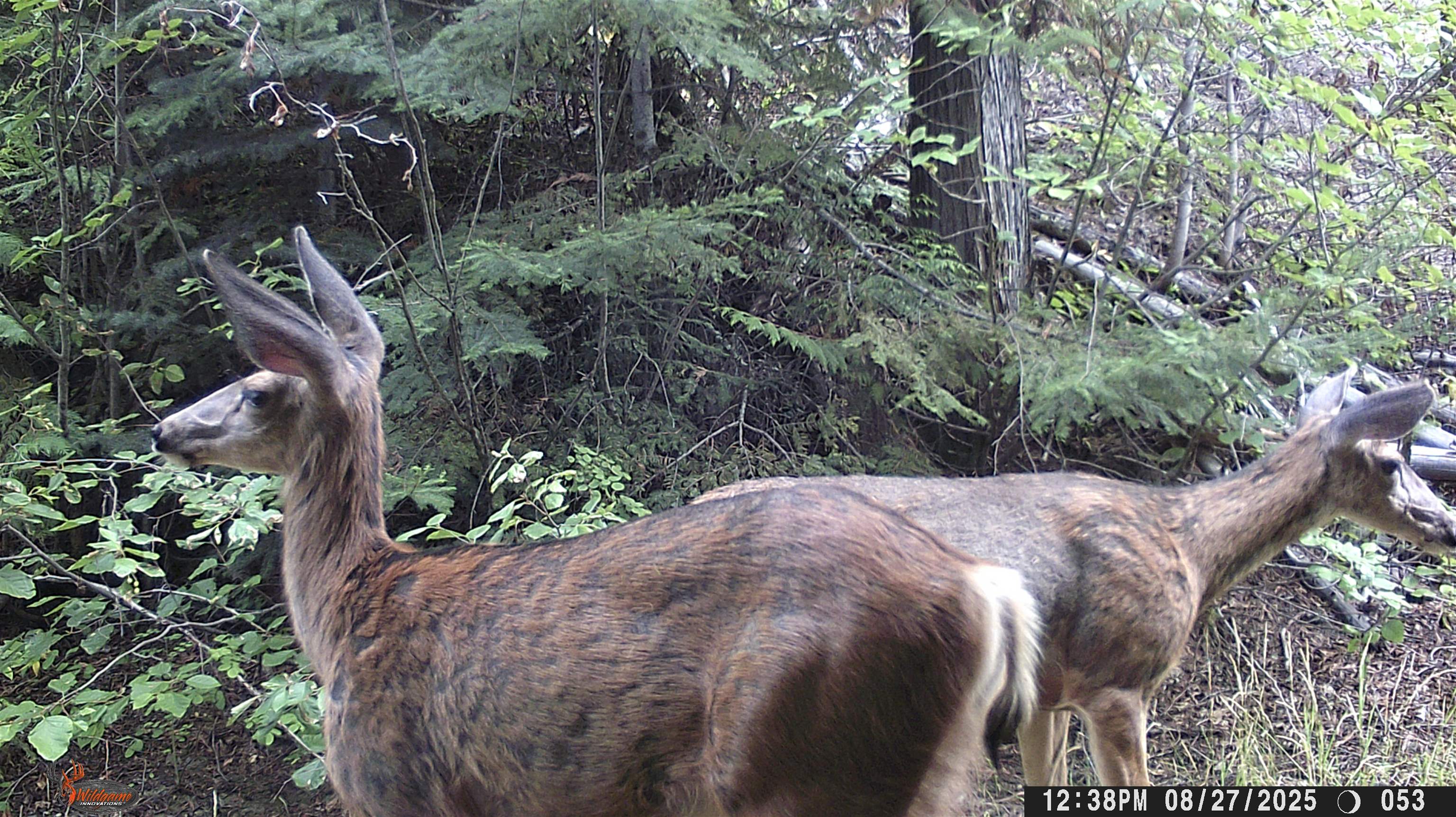 Nka Frisco Standard Road Colville, WA 99114 - Photo 38 of 50