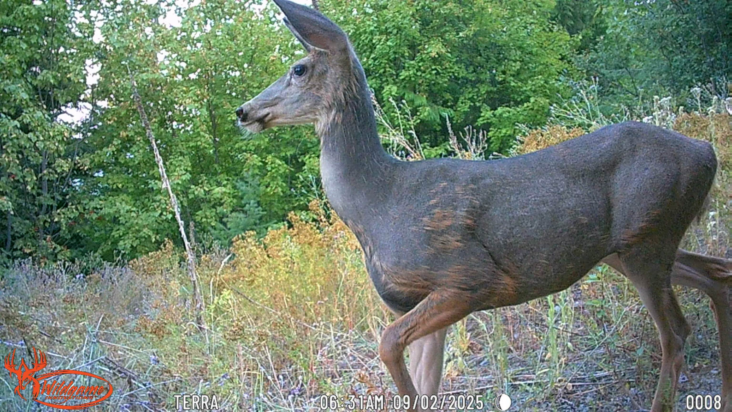 Nka Frisco Standard Road Colville, WA 99114 - Photo 40 of 50