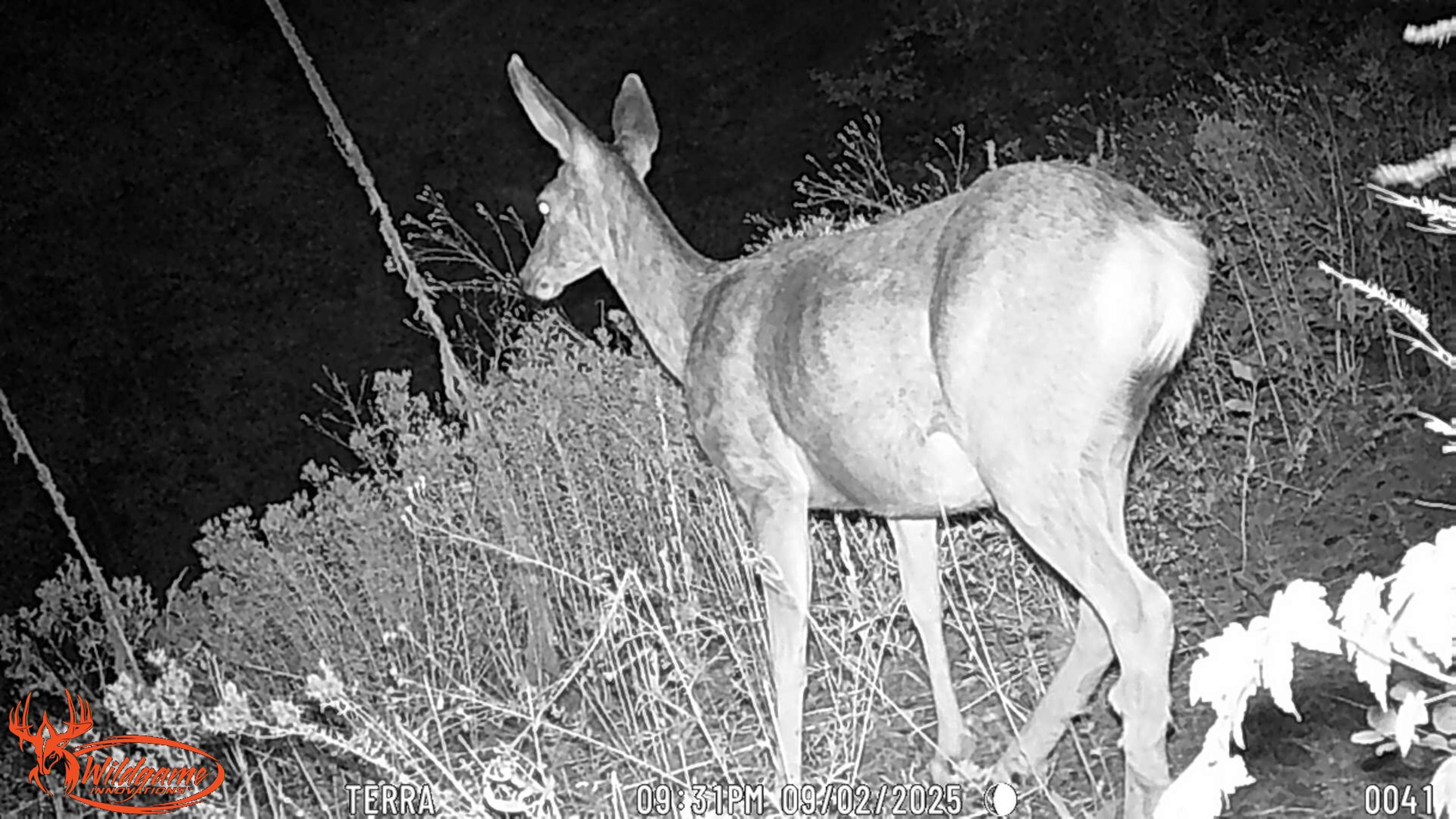 Nka Frisco Standard Road Colville, WA 99114 - Photo 41 of 50