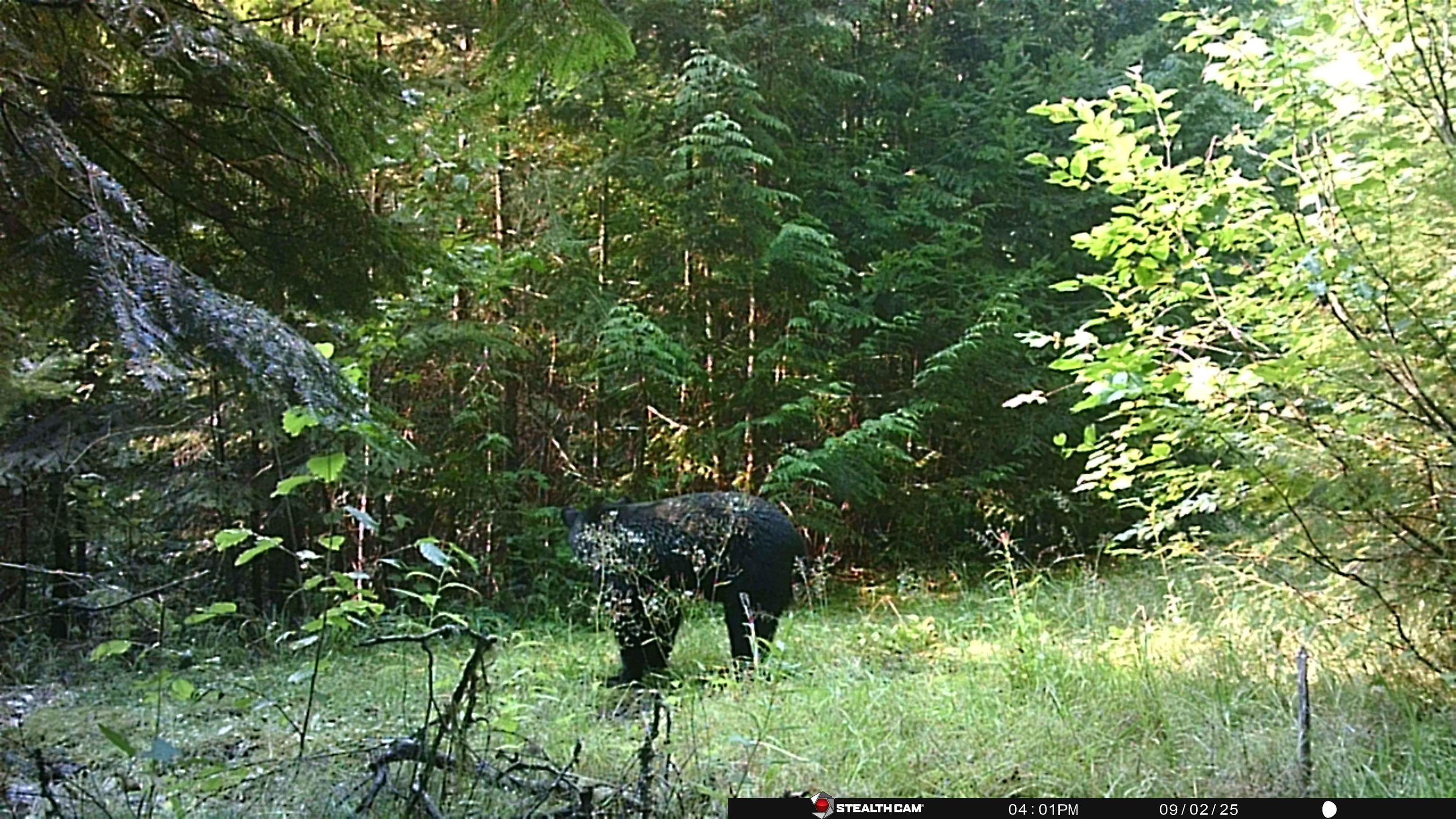 Nka Frisco Standard Road Colville, WA 99114 - Photo 42 of 50