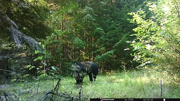 $350,000 | Nka Frisco Standard Road, Colville, WA 99114