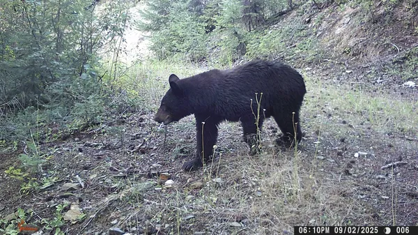 $350,000 | Nka Frisco Standard Road, Colville, WA 99114