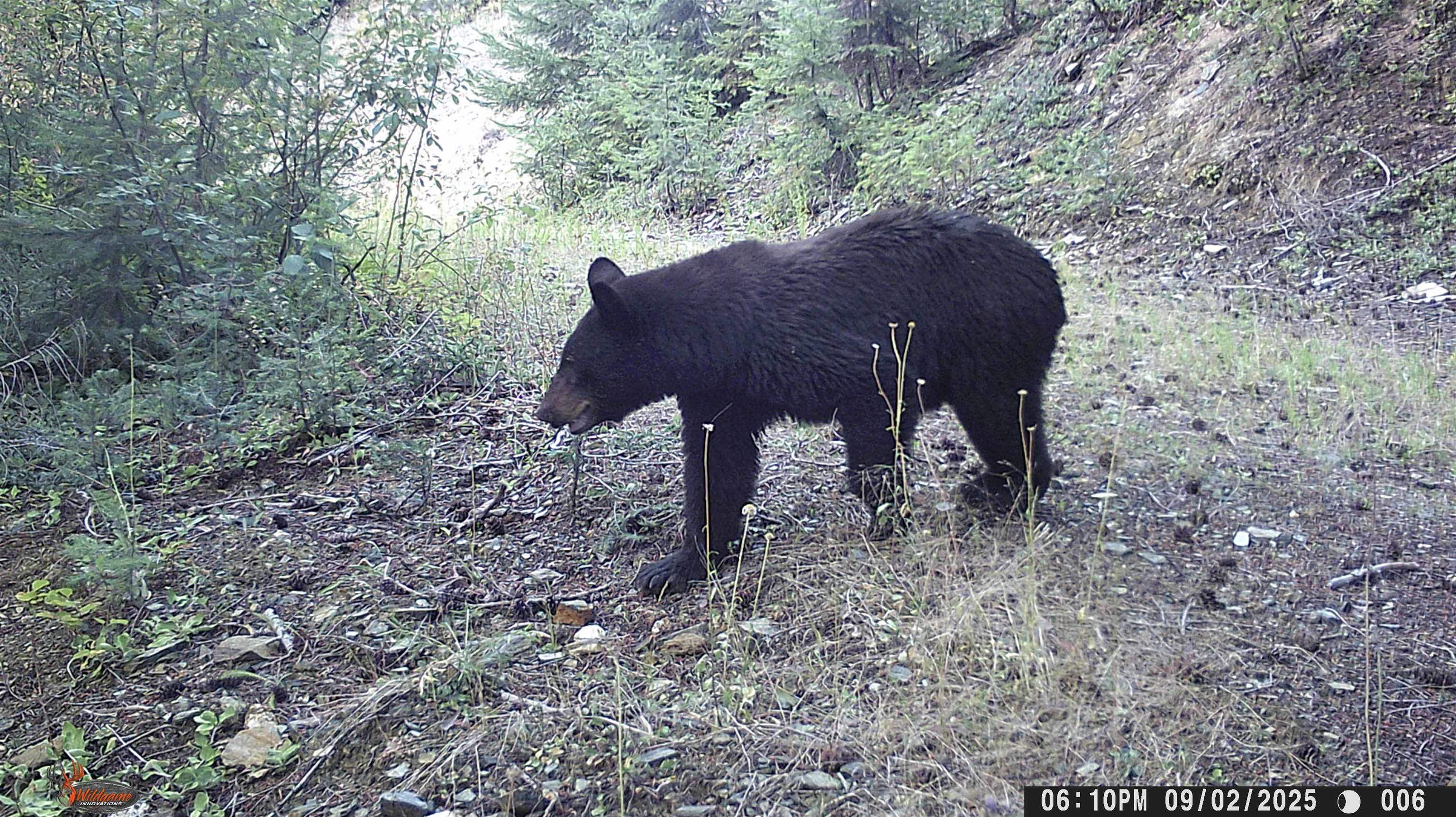 Nka Frisco Standard Road Colville, WA 99114 - Photo 44 of 50