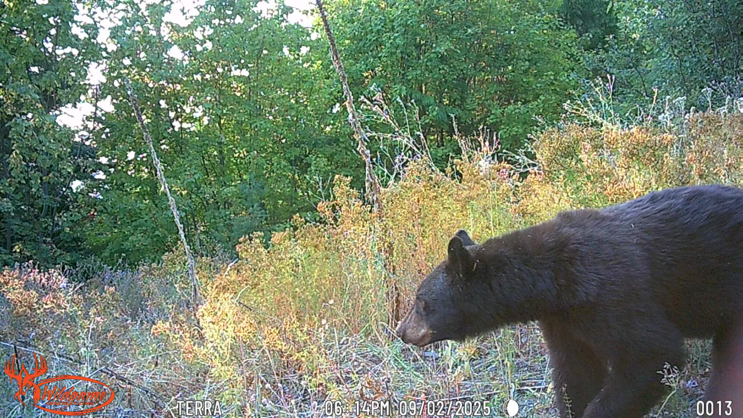 Nka Frisco Standard Road Colville, WA 99114 - Photo 45 of 50