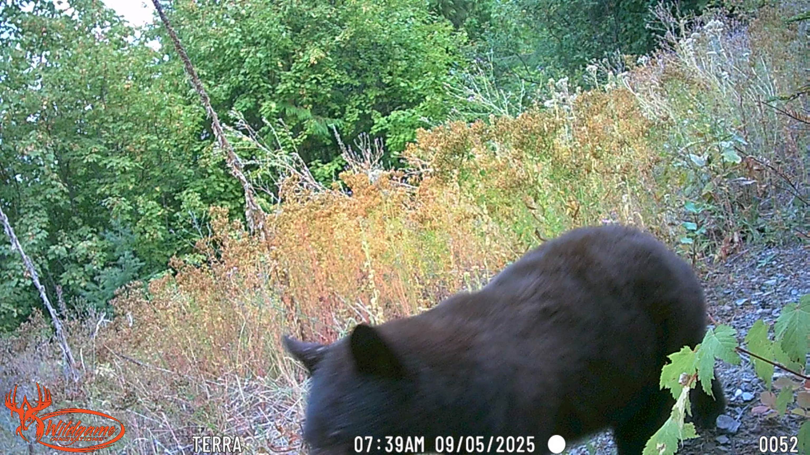 Nka Frisco Standard Road Colville, WA 99114 - Photo 46 of 50