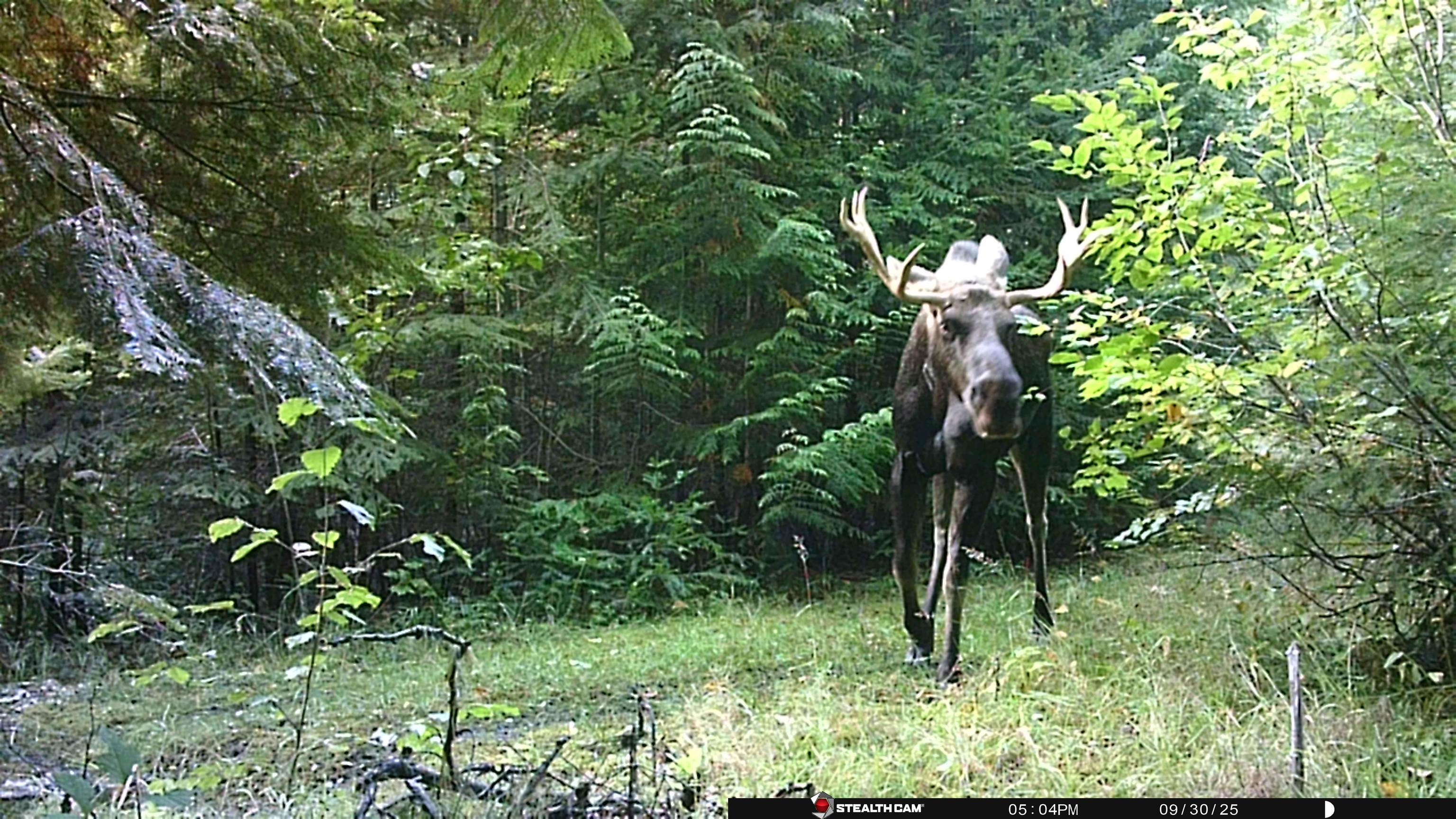 Nka Frisco Standard Road Colville, WA 99114 - Photo 48 of 50