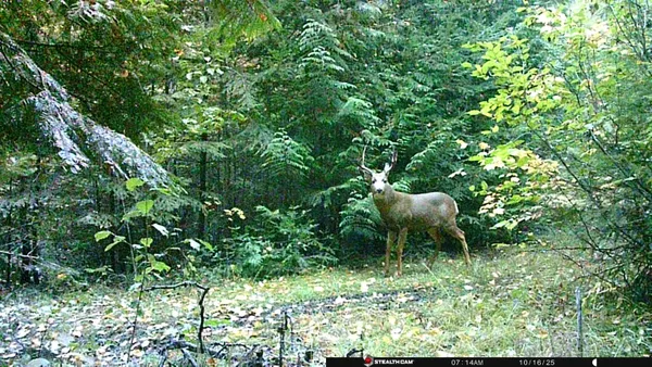 $350,000 | Nka Frisco Standard Road, Colville, WA 99114