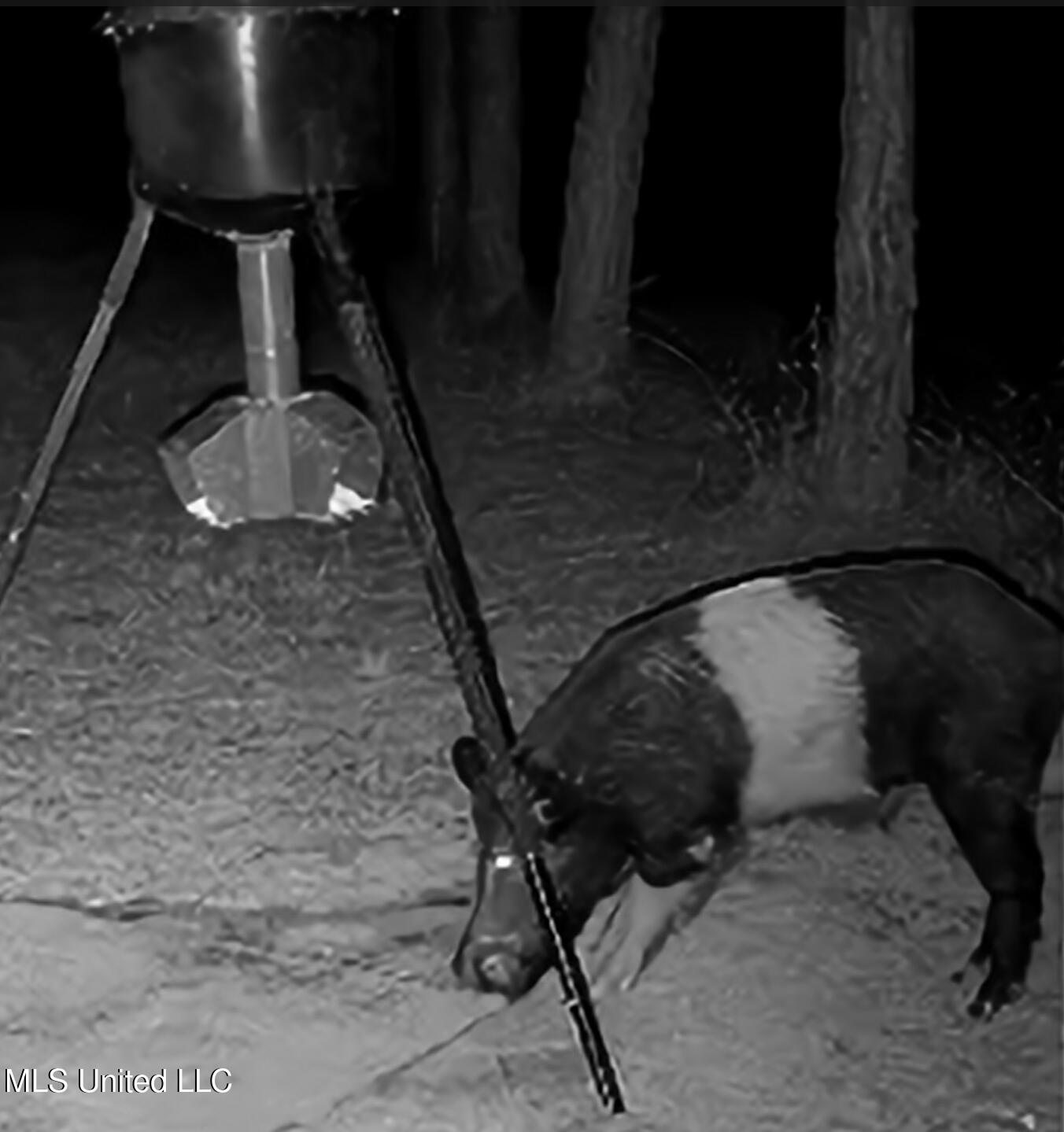 Kit Maples Road Perkinston, MS 39573 - Photo 11 of 24 Deer feeder