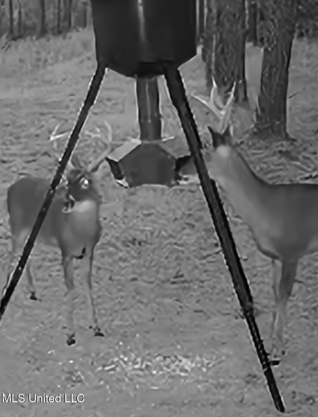 Kit Maples Road Perkinston, MS 39573 - Photo 14 of 24 Deer Feeder