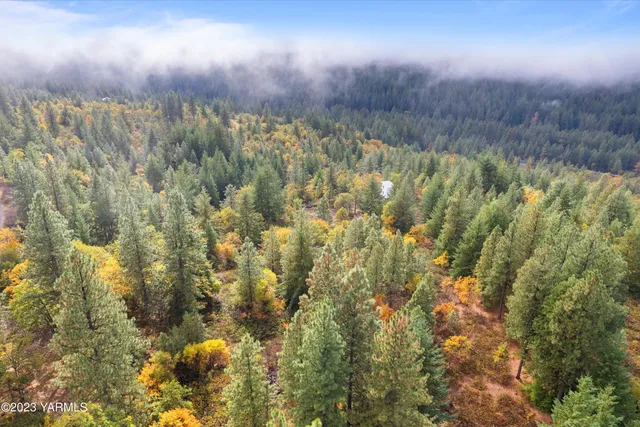 a view of a tree in a forest