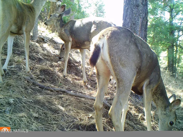 a view of a back yard