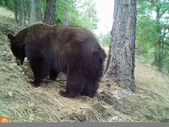 a view of a yard with trees