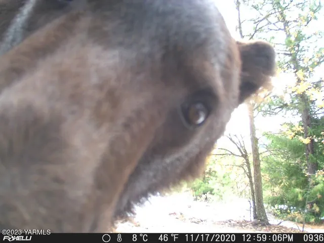 a view of a dry yard