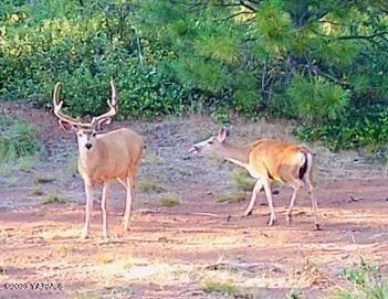 a view of a dry yard with wooden fence