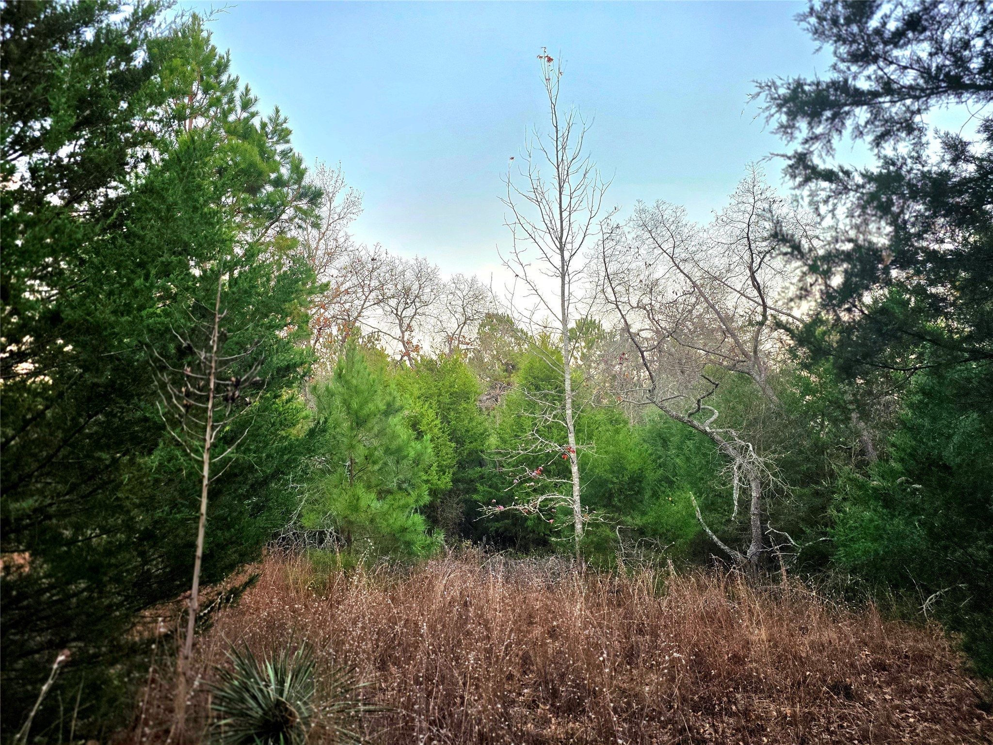 0 Mallard Way Larue, TX 75770 - Photo 15 of 41 a view of a yard