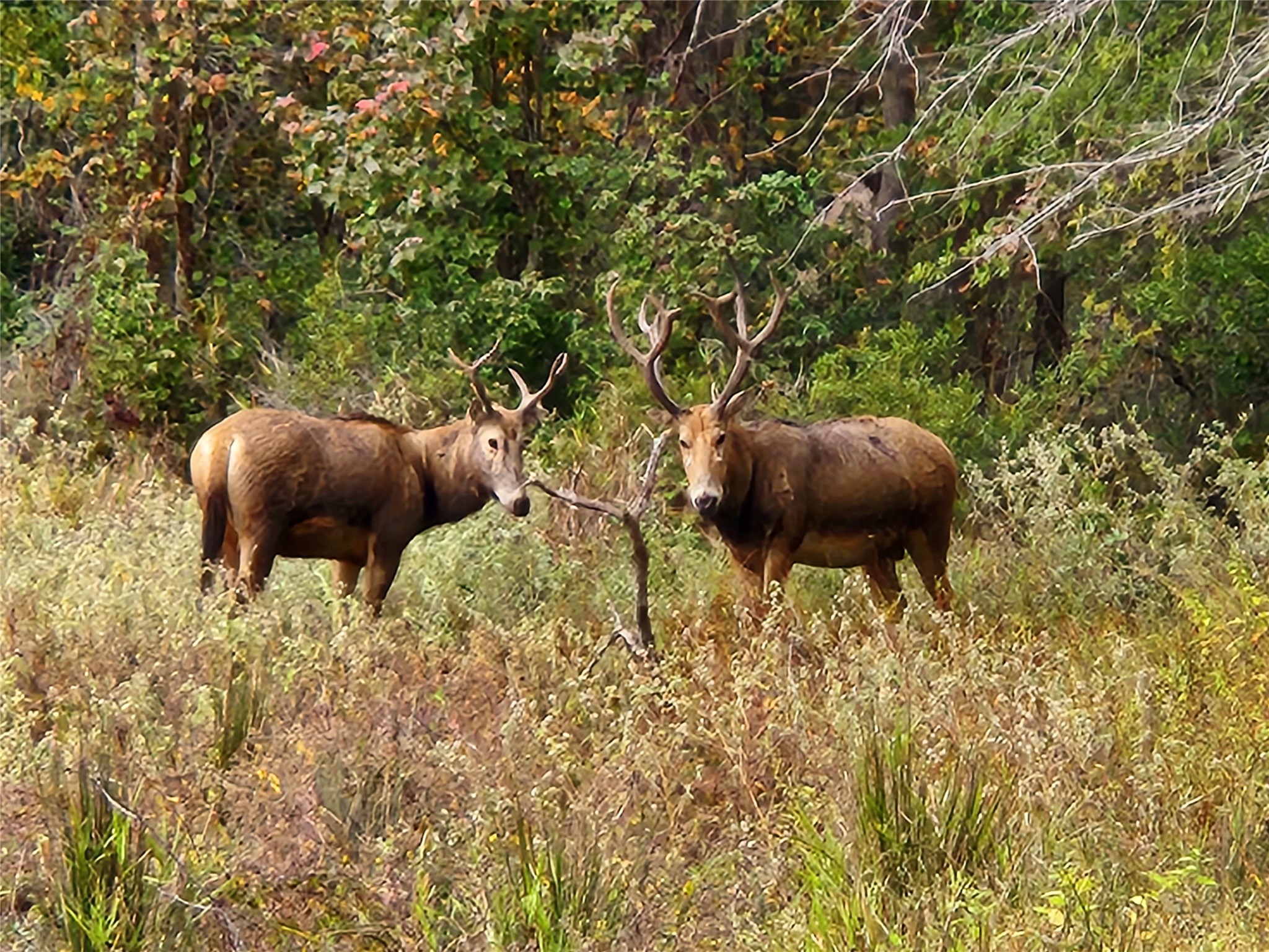 0 Mallard Way Larue, TX 75770 - Photo 32 of 41 a view of a garden and a tree