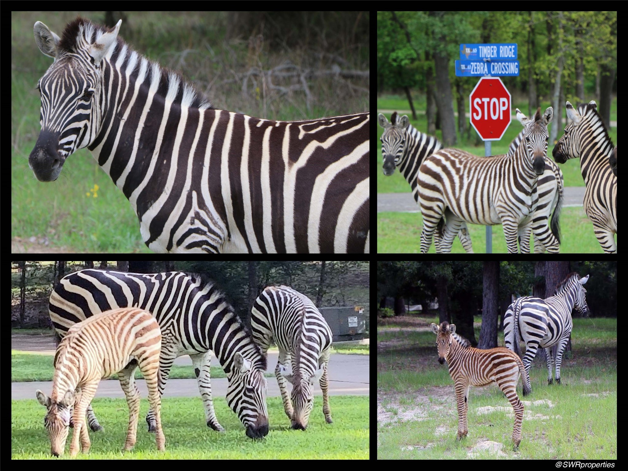 0 Mallard Way Larue, TX 75770 - Photo 39 of 41 unknown