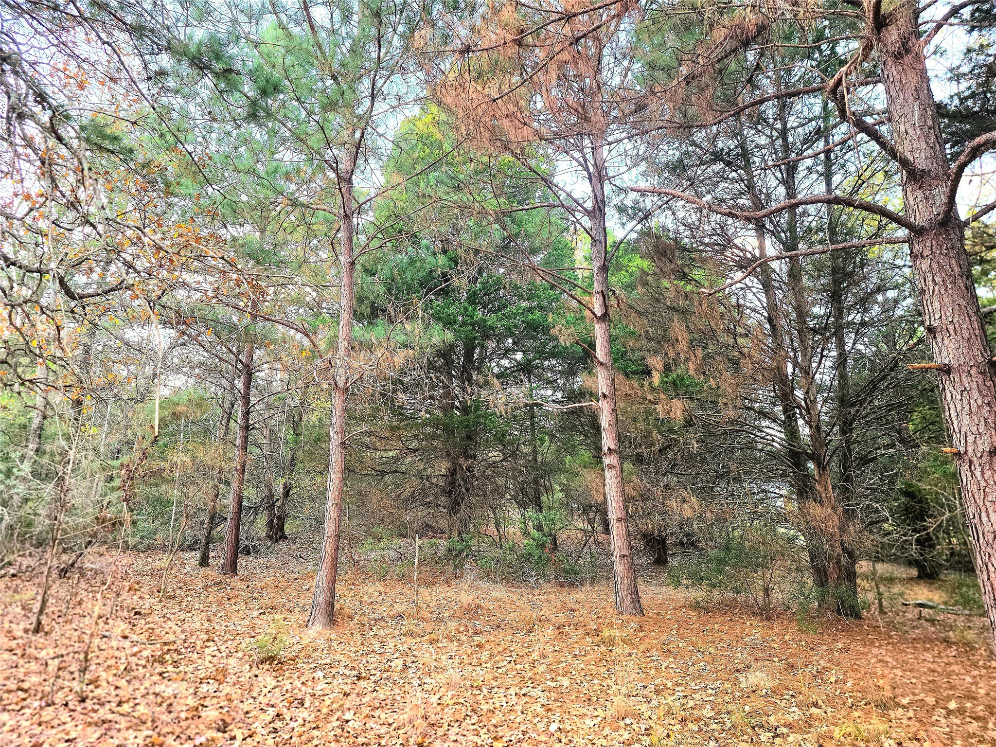 0 Mallard Way Larue, TX 75770 - Photo 6 of 41 a view of a forest filled with trees