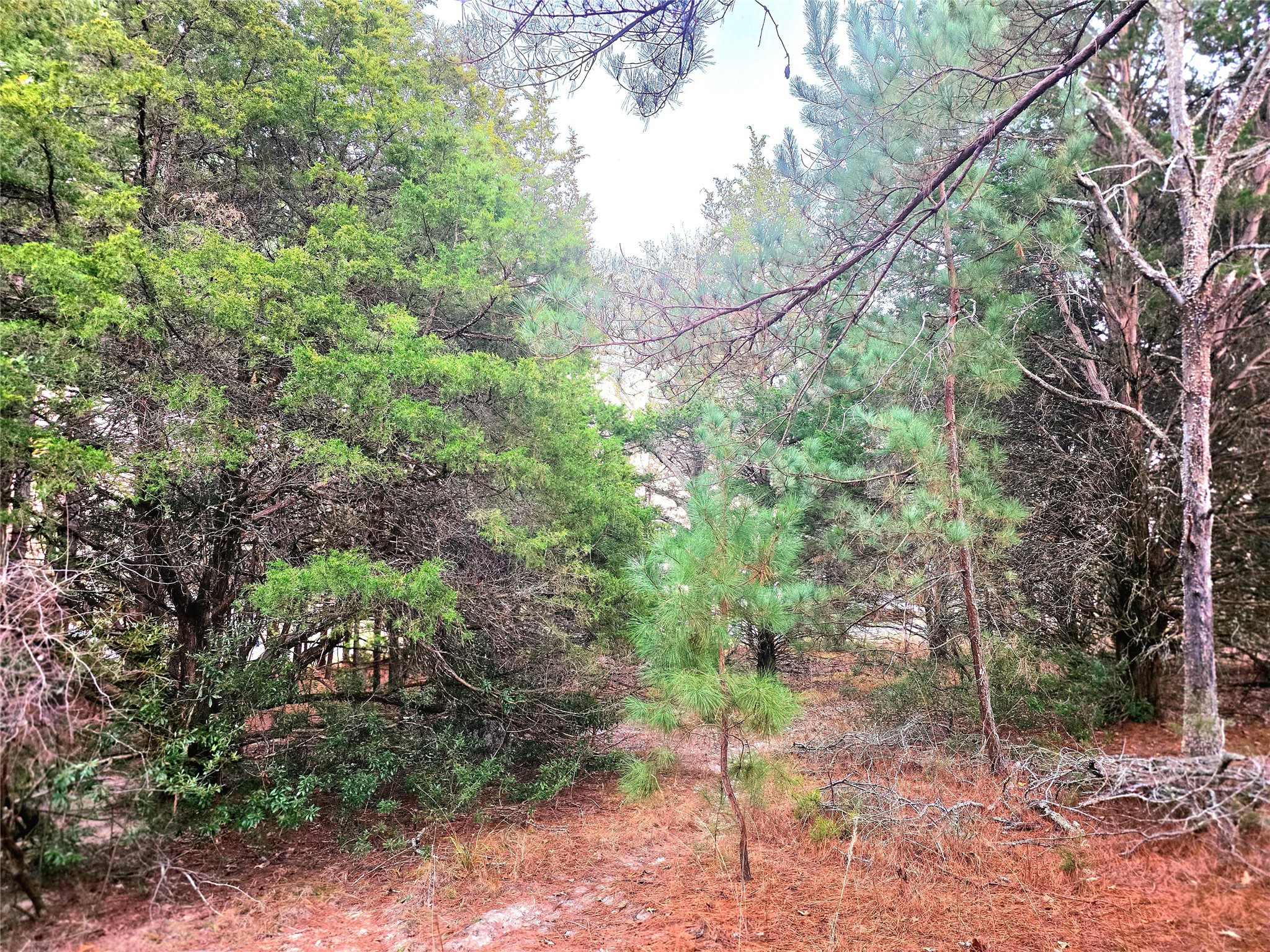 0 Mallard Way Larue, TX 75770 - Photo 9 of 41 a backyard of a house with lots of green space