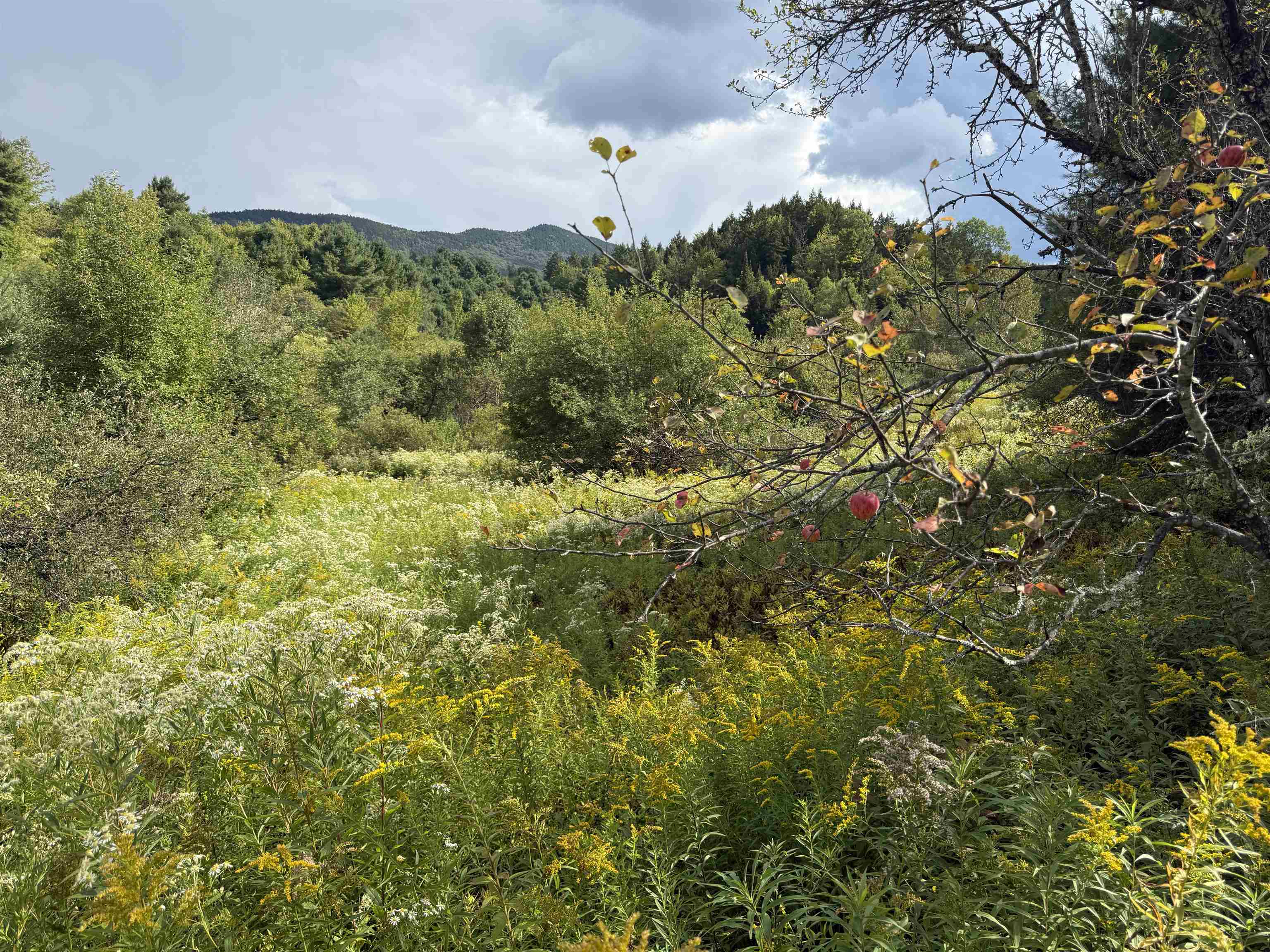 Lot 0 Darling Road Morristown, VT 05661 - Photo 8 of 14