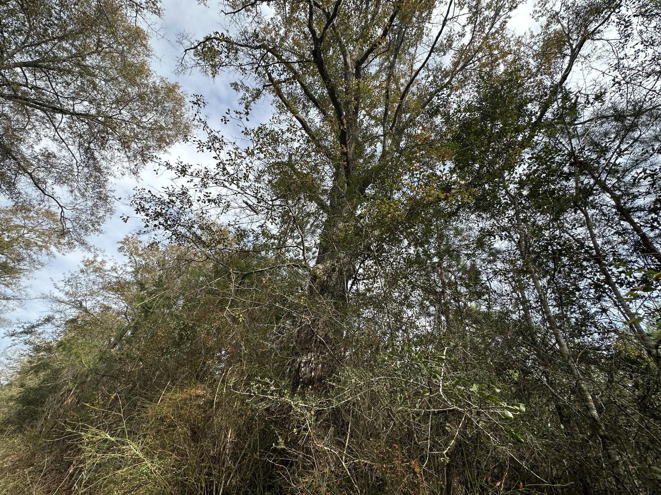 Tract#6301 West Love Road Bonifay, FL 32425 - Photo 2 of 3 a view of a tree