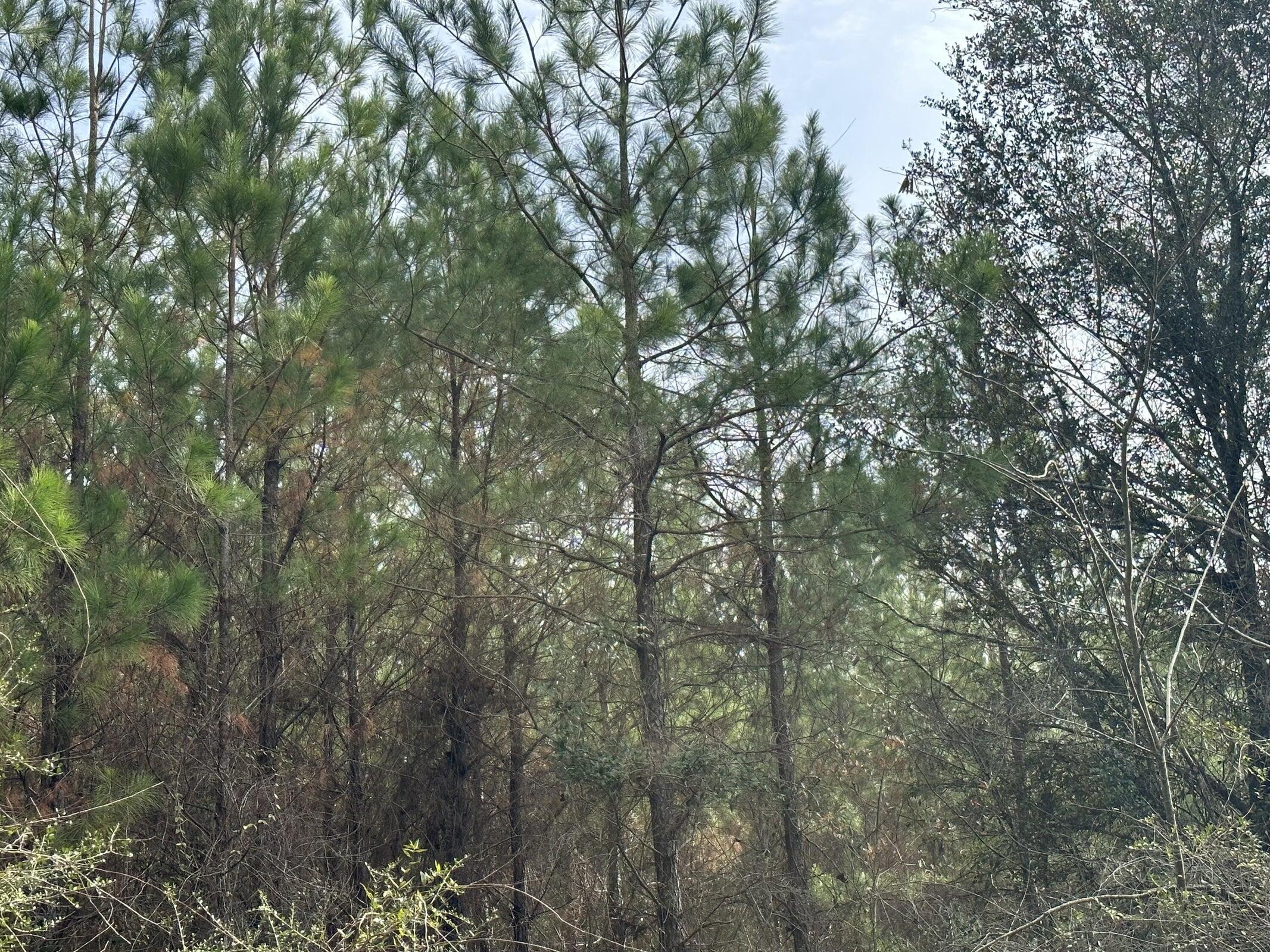 Tract#6301 West Love Road Bonifay, FL 32425 - Photo 3 of 3 a view of a tree with a wooden fence