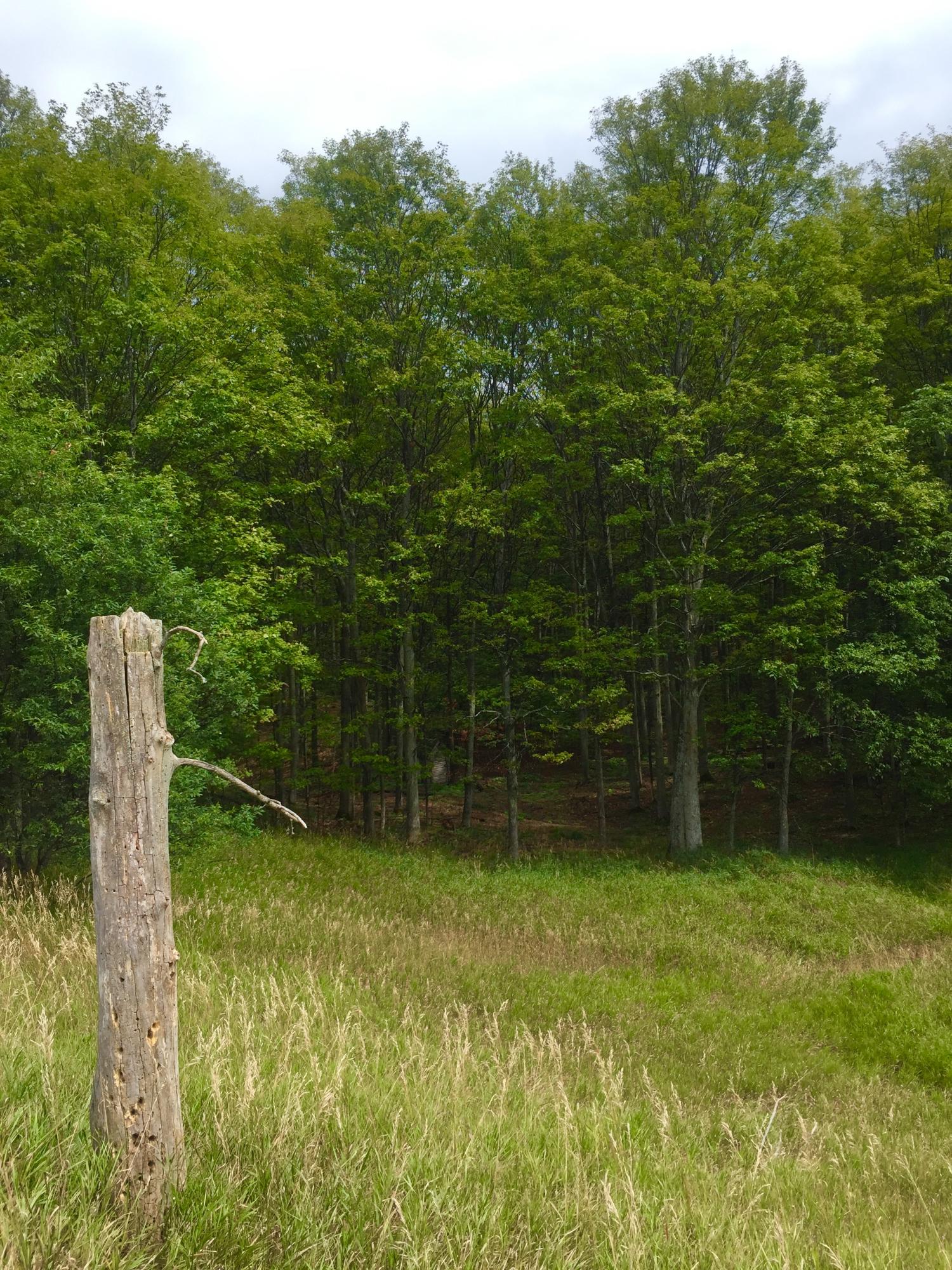 Kujawa Road Gaylord, MI 49735 - Photo 13 of 23 Gallery Image 13