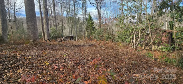 a view of a forest with trees