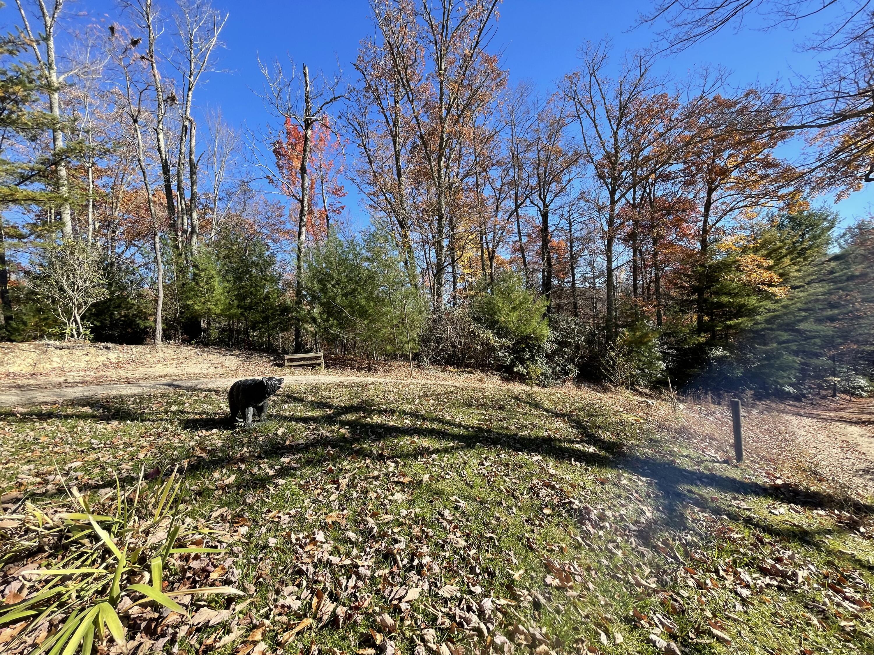 604 Dotson Road Trade, TN 37691 - Photo 81 of 84 IMG_2437