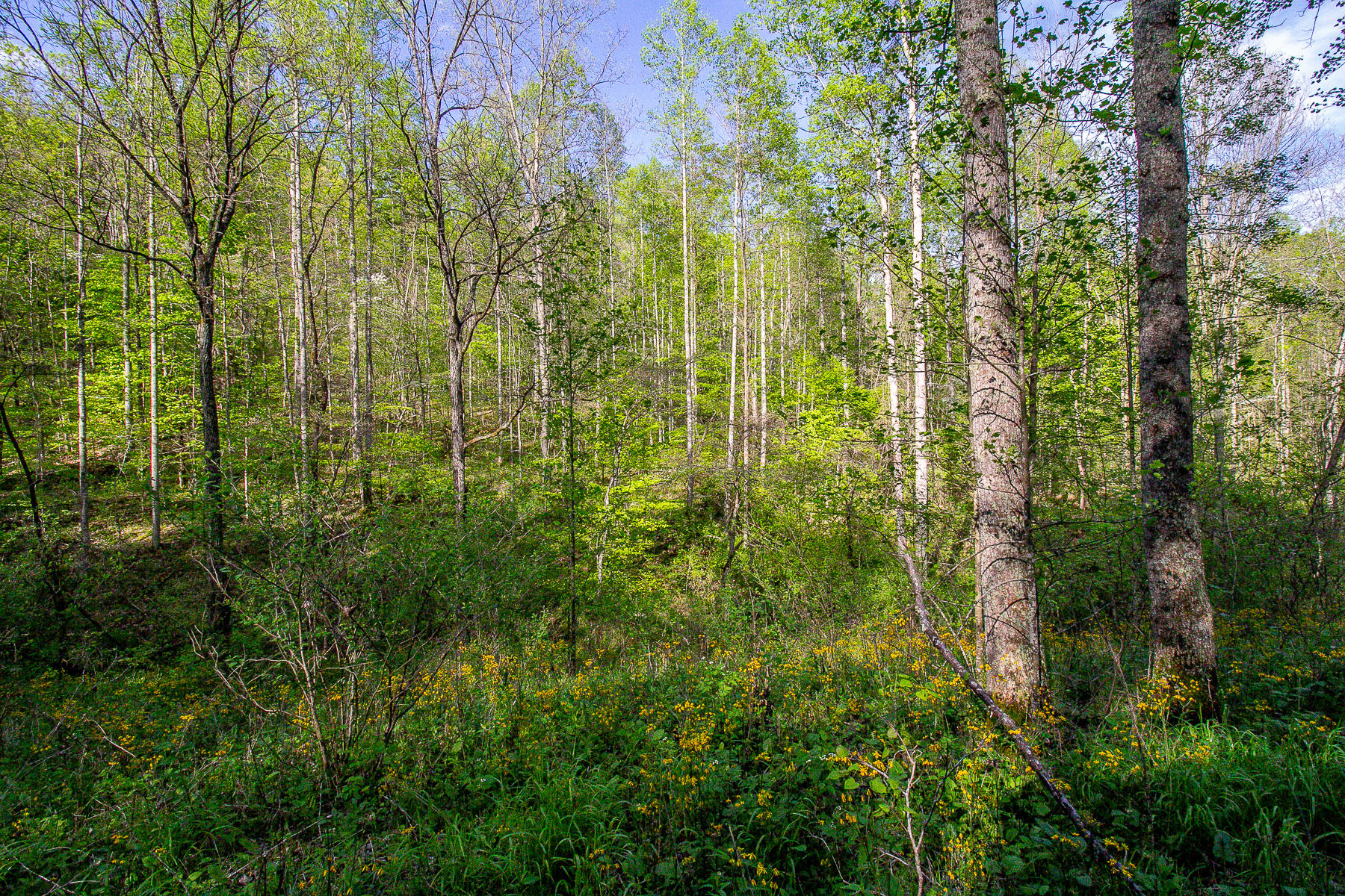 2592 Ratliff Branch Road Frenchburg, KY 40322 - Photo 7 of 30 _MG_6302