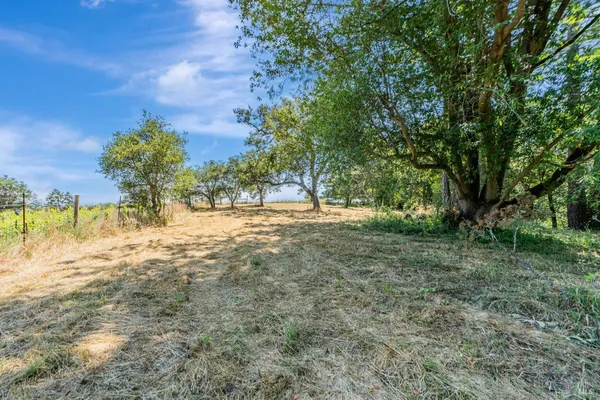 a view of empty space with large trees