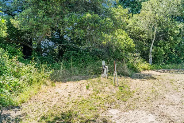 a view of a yard with plants and large trees