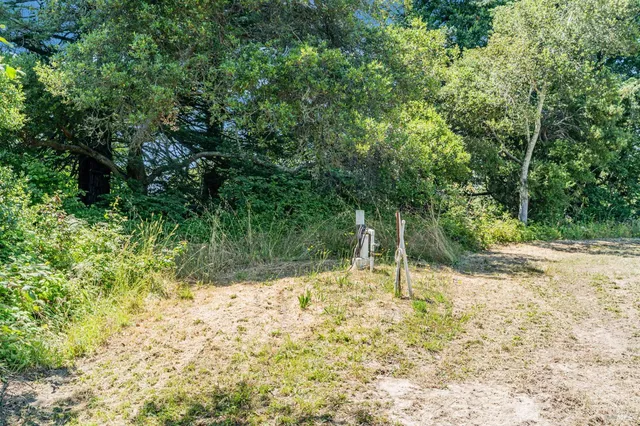 a view of a yard with plants and large trees