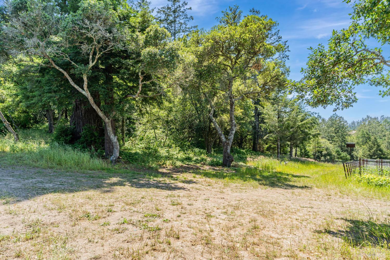 0 South Bodega Highway Bodega, CA 94922 - Photo 16 of 33 a view of a yard with plants and large trees