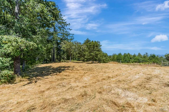 a view of a yard with plants and trees