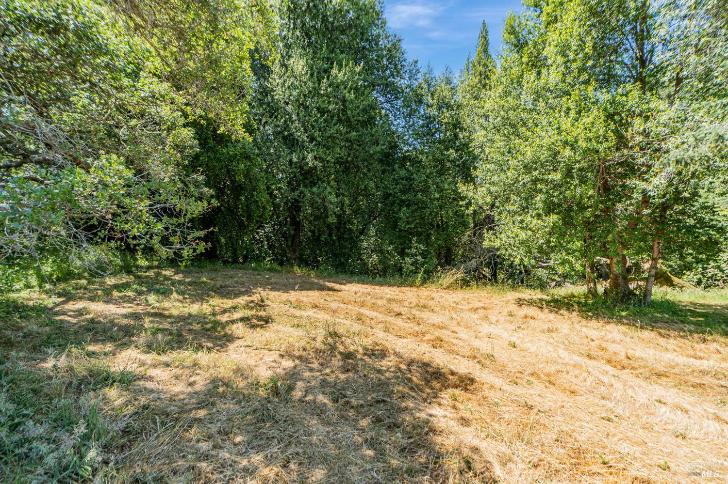 0 South Bodega Highway Bodega, CA 94922 - Photo 20 of 33 a view of a yard with plants and trees
