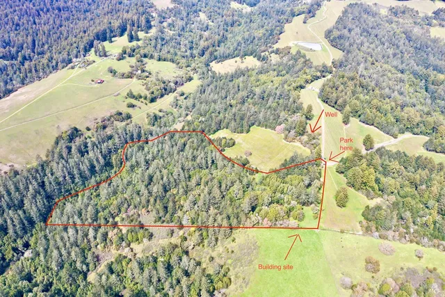 a picture of tree next to a wall