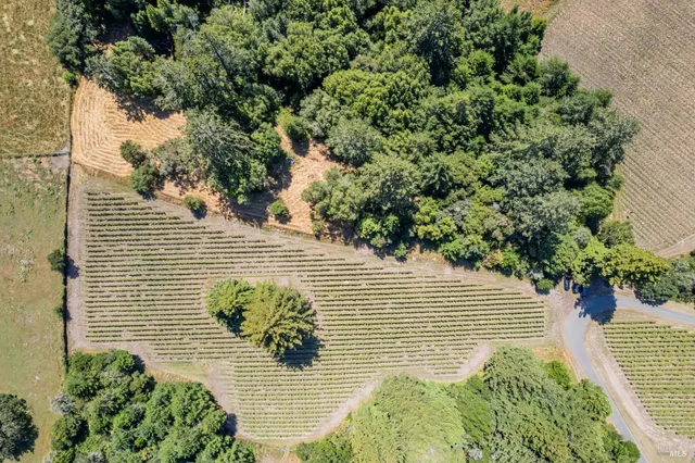 a view of a garden with a plant