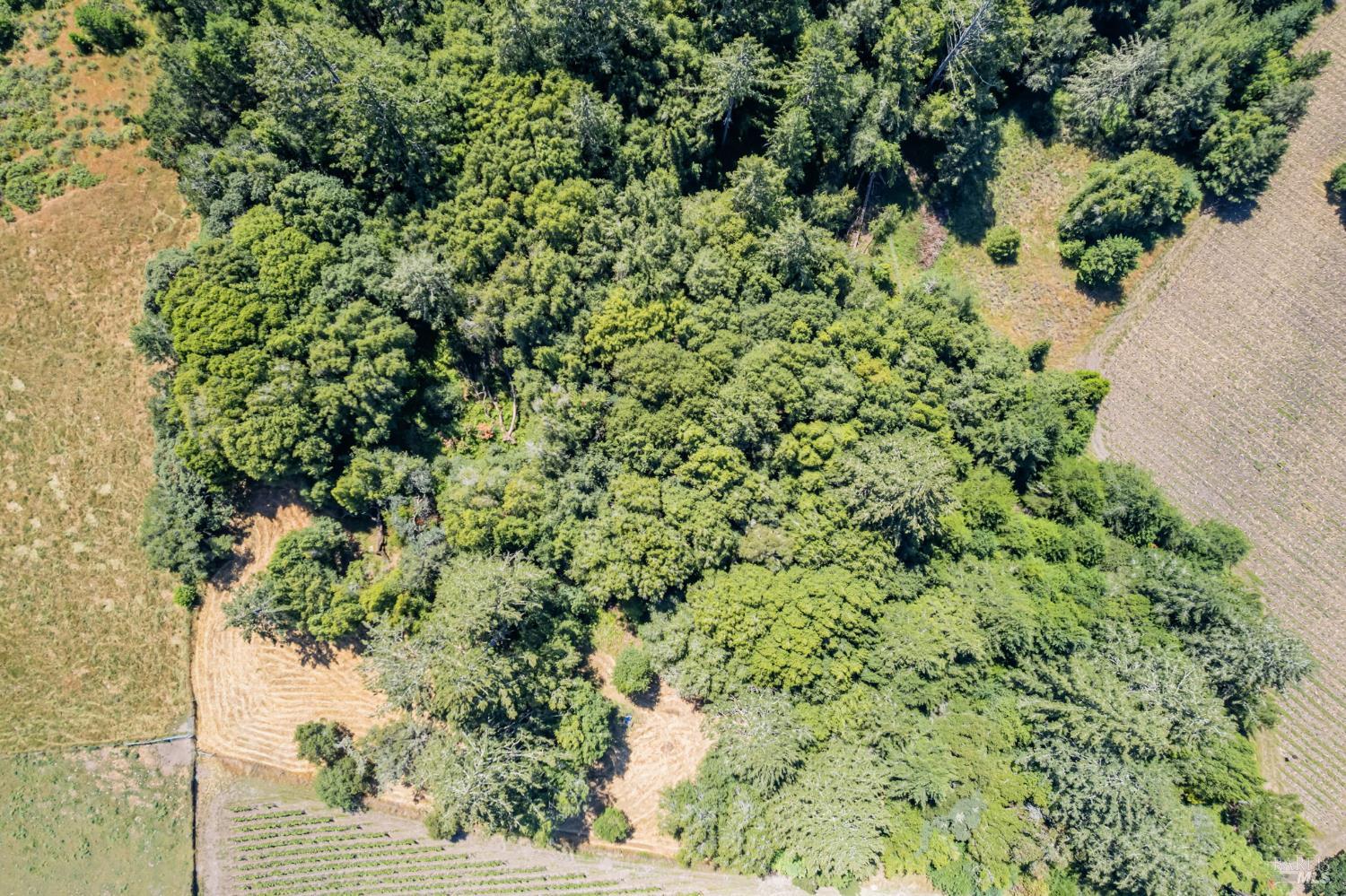 0 South Bodega Highway Bodega, CA 94922 - Photo 33 of 33 a view of a garden with a plant