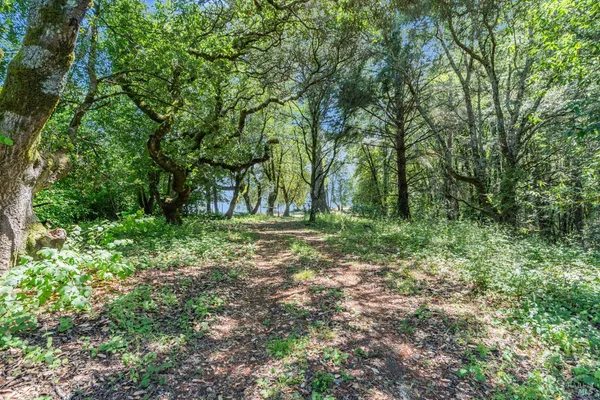 a view of yard with green space