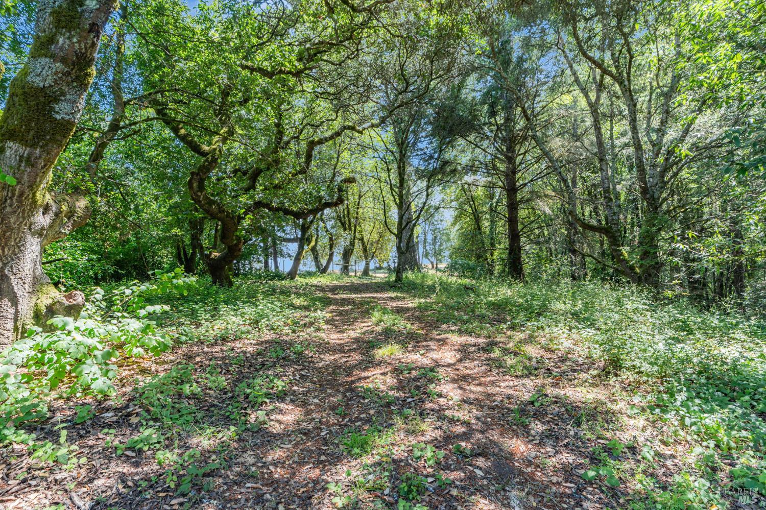 0 South Bodega Highway Bodega, CA 94922 - Photo 9 of 33 a view of outdoor space and tree