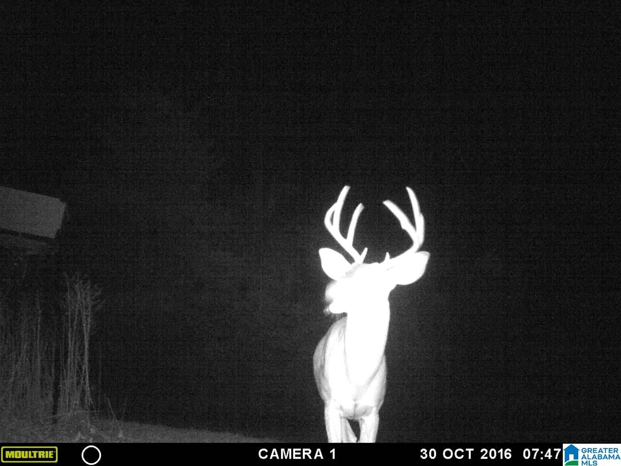 0 Carnes Chapel Road, Unit 113 Gallant, AL 35972 - Photo 9 of 32