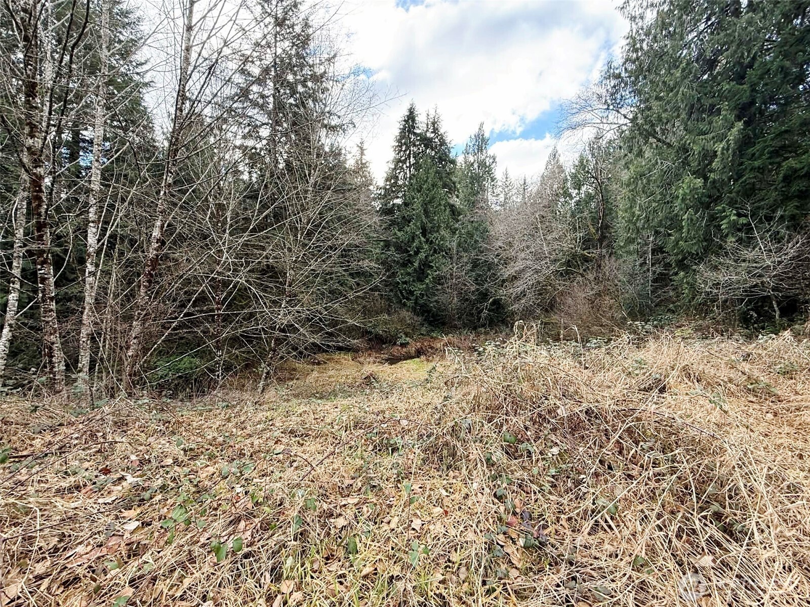 128 South Union Road Elma, WA 98541 - Photo 21 of 33 a view of a dry yard with trees in the background
