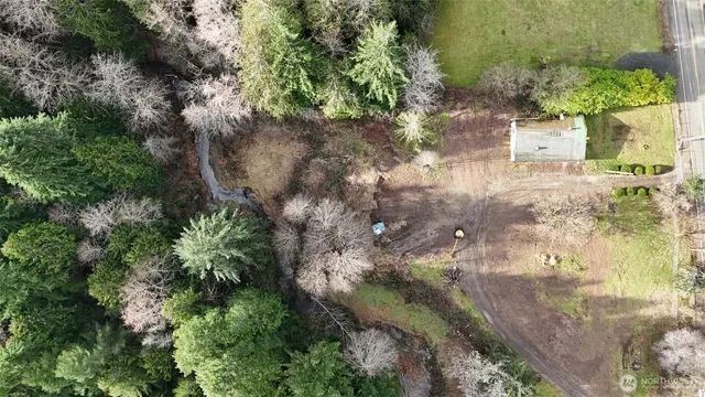 a view of a yard with plants and large trees