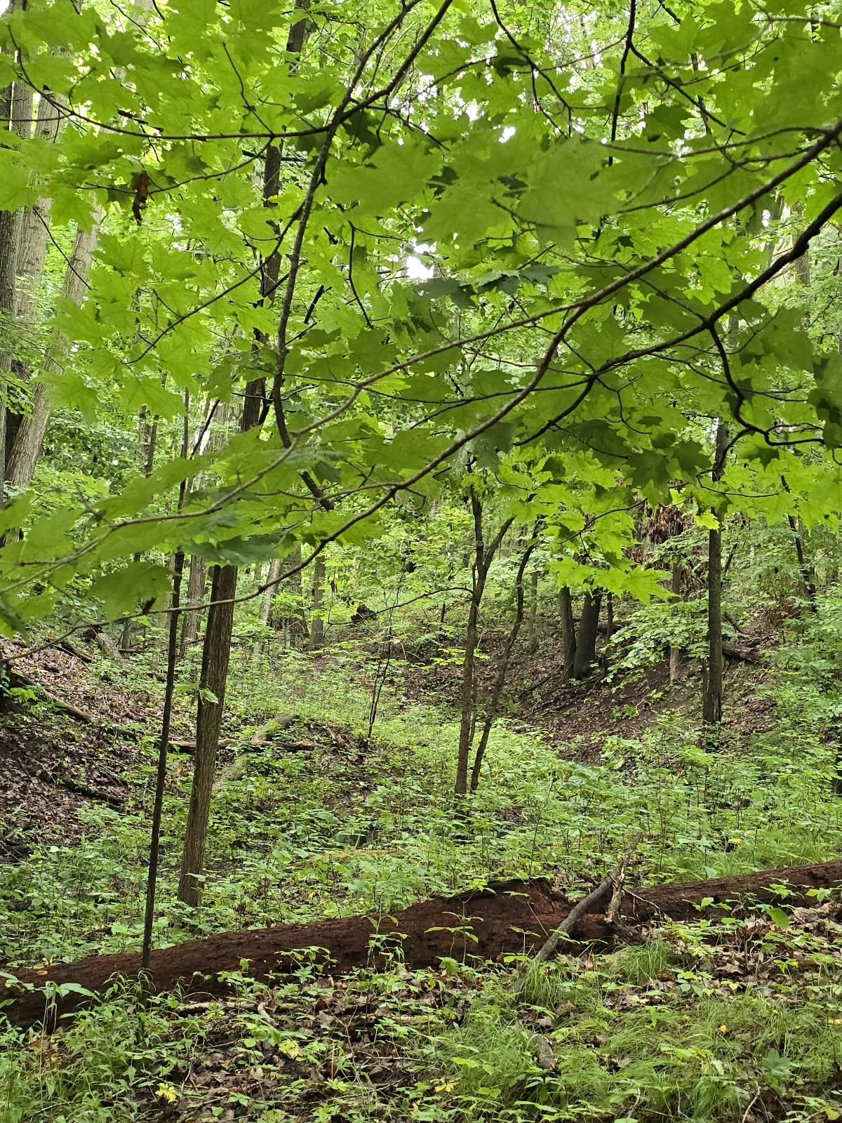 Vl Lehring Road Bancroft, MI 48414 - Photo 10 of 27