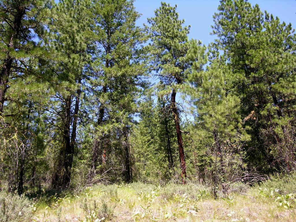 15 Homestead Road Winthrop, WA 98862 - Photo 12 of 12
