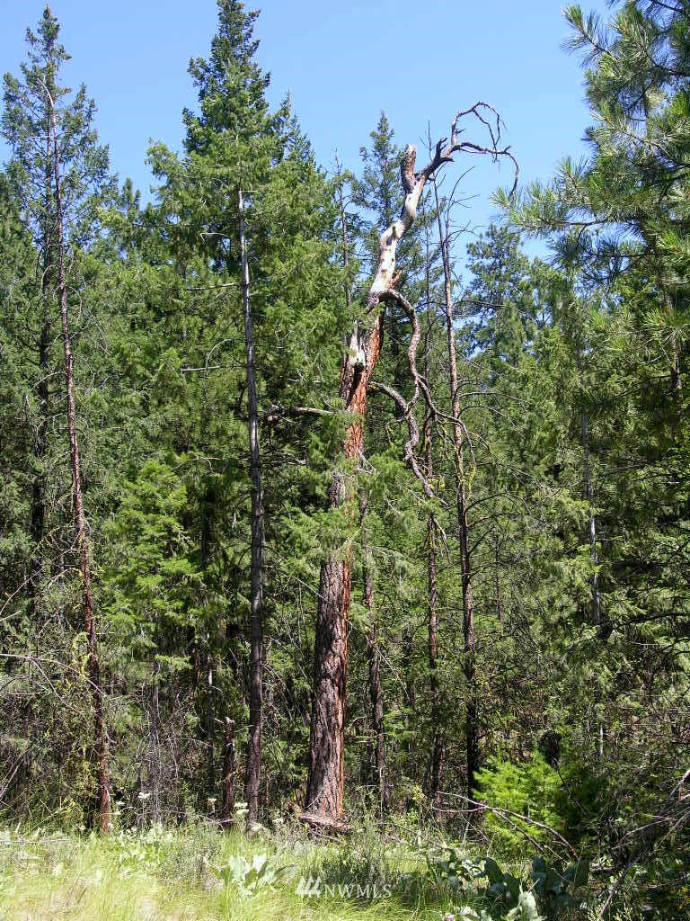 15 Homestead Road Winthrop, WA 98862 - Photo 3 of 12