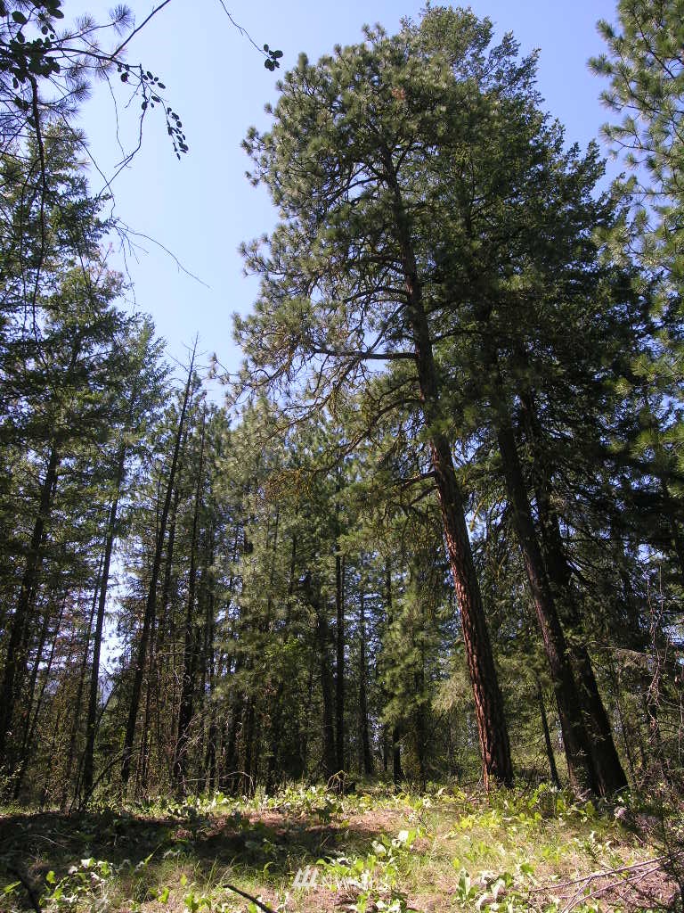 15 Homestead Road Winthrop, WA 98862 - Photo 6 of 12